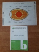 Budowa jaja ptaka - fazogram