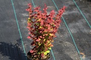 Berberys Thunberga 'Orange Sunrise'