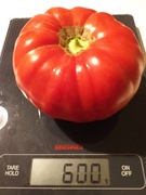 Guido pomidor kolekcjonerski