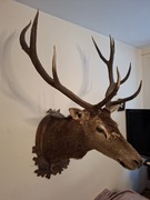 Medalion poroży jelenia