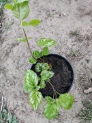 Jasnota gajowiec (Gajowiec żółty) Variegatum 