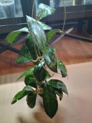 Hoja Hoya Black Cat