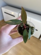 Philodendron Strawberry Shake