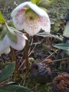 ciemiernik helleborus CONNY 10 nasion