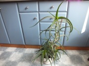 ALOES DRZEWIASTY sukulent roślina doniczkowa wys.70cm dużo odnóg ,kwiat