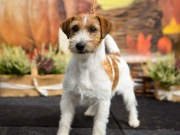 reproduktor Jack Russell terrier szorstkowłosy ZKWP/FCI