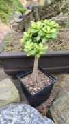 Grubosz Crassula Crosby's Compact