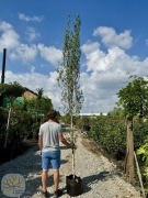 Brzoza brodawkowata / Betula pendula Fastigiata Obw.8-10cm