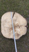 Plastry drewna dąb/topola średnica 60cm, grubość 10cm