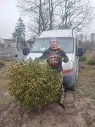 Jemioła kula na salę weselną jemioła do hurtu