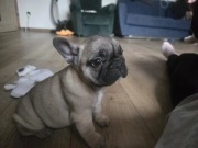 Buldog Francuski Suczka – Spokojny Charakter, Idealna do Rodziny