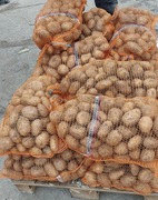 Ziemniak jadalny Soraya