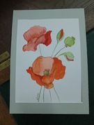 Akwarela maki oryginał