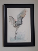 Taniec żurawia, akwarela format A2