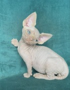 Kocurek sfinks kanadyjski FPL FELIS POSNANIA 