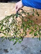 Żywa jemioła naturalna jemioła 60 cm kulki ozdoba