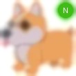 Corgi Adopt Me AM