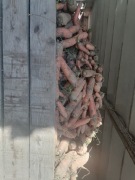 Marchew 25 kilo paszowa odpadowa dla zwierząt królików 