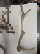 poroże jelenia gryzak mogę pociąć 