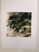 obraz, foto-malowidło, she, 297*420mm 