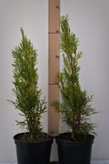Tuja szmaragd 40-50cm+ sadzonki w doniczce.
