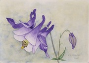 Orlik, akwarela K. Gargas-Gąsiewska 2008