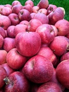 Jabłka pyszne i soczyste z natury