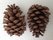 Szyszki duże sosnowe sosna żółta 7-8 cm, 15 szt.