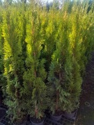Thuja Szmaragd lub Brabant 120-130 cm Promocja 13,00zł/szt