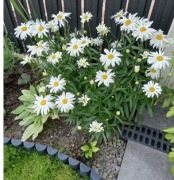 Białe  margaretki sadzonki goły korzeń