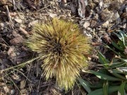 Stipa ,ostnica cieniutka sadzonka