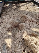 Trociny podłoże do borówek  10 kg 