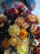 Suchołuska kocanka suszki naturalne suszone  kwiaty bukiety  