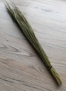 Trawa żubrowa - żubrówka 20g