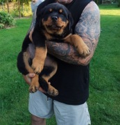 Szczeniaki rasy rottweiler 
