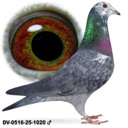 Młode 2026 para 31 oryg Rainer Puttmann Fieneeke 5000 