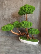 Duże Drzewko bonsai  52 cm.Mech Chrobotek. Dekoracje wnętrz. Prezent.