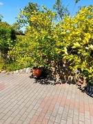 Dom ogród drzewka cytryny