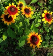 Rudbekia owłosiona 6 sadzonek