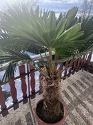 Palma trachycarpus wagnerianus(szorstkowiec Wagnera)