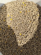 Łubin słodki, niebieski, 25kg