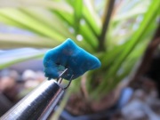 Turkus - naturalna płytka - Oryginał #F