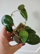 Hoya - sadzonka ze zdjęcia