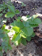 Sprzedam sadzonki poziomki leśnej 
