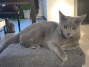 Kocurek Rosyjski Niebieski 