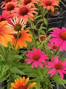 Rudbekia jeżówka mix odmian nasiona około 1g 