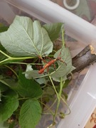 Straszyk australijski - Extatosoma tiaratum - młodziaki