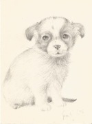 PIESIO portret piesek 23x17cm ołówek