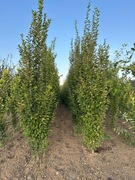 Drzewa alejowe Grab Brzoza Dąb Buk Klon Lipa Głóg Wiśnia