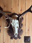Zabytkowe rogi jelenia z czaszką: trofeum myśliwskie z konnej wyprawy